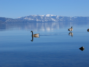 Tahoe Ducks