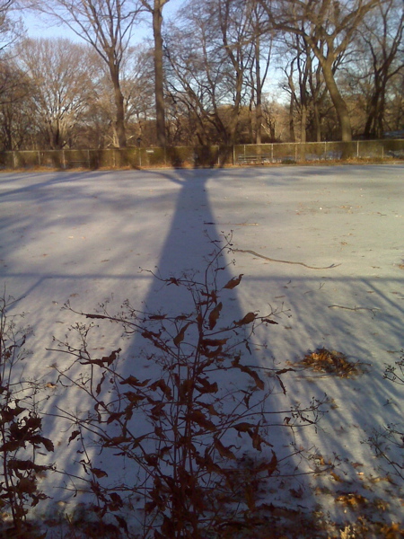 tree shadow in central park