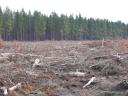 clearcut_au.jpg