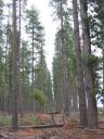 pineplantation_au.jpg
