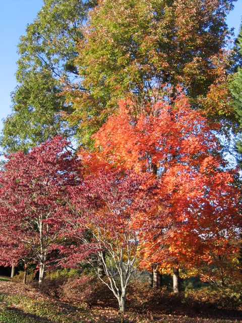 fall2008_01.jpg