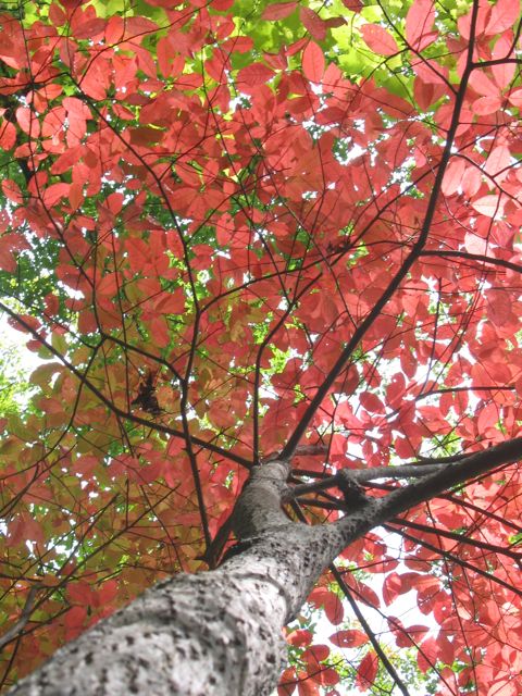 fall colors in Jones Gap SC