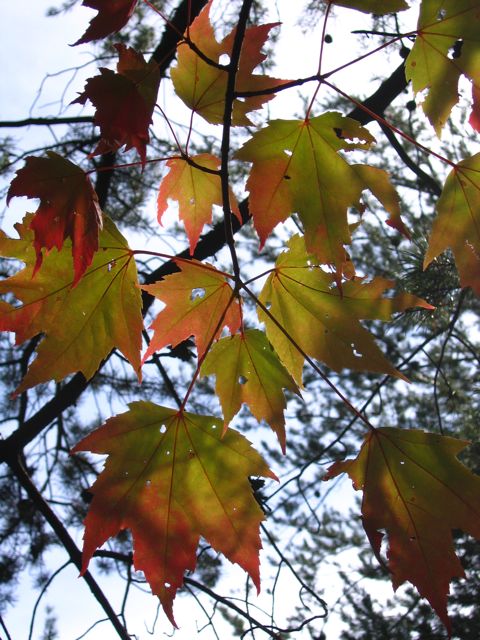 fall colors in Jones Gap SC