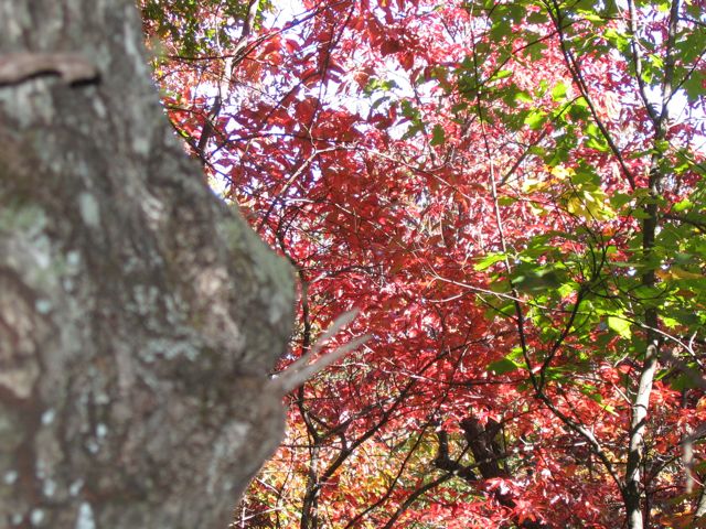 sc_fall08_02.jpg