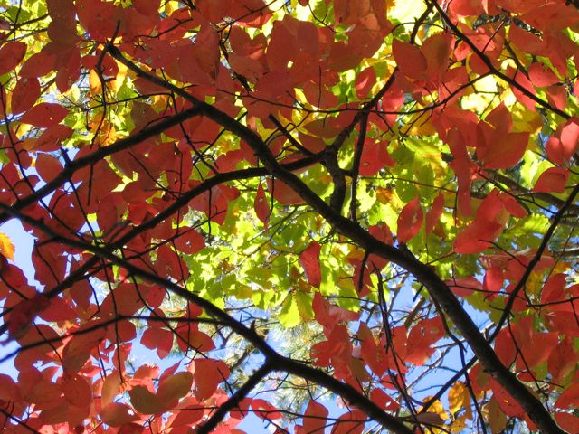 Under the Blue Ridge canopy