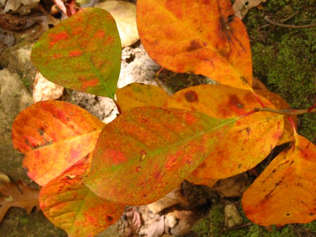 sc_fall08_04.jpg