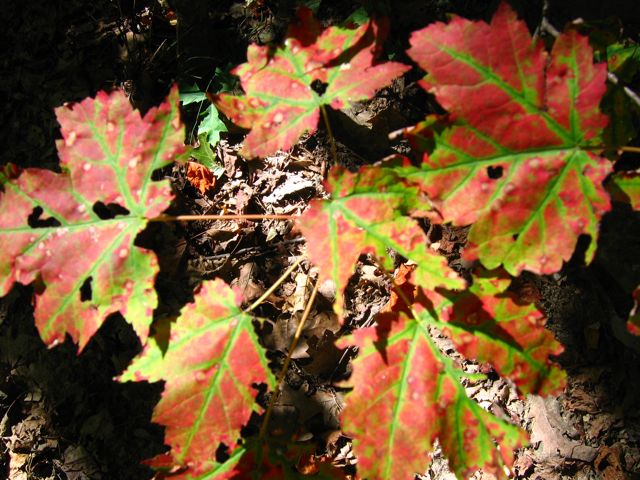 Green to Red Blue Ridge Fall